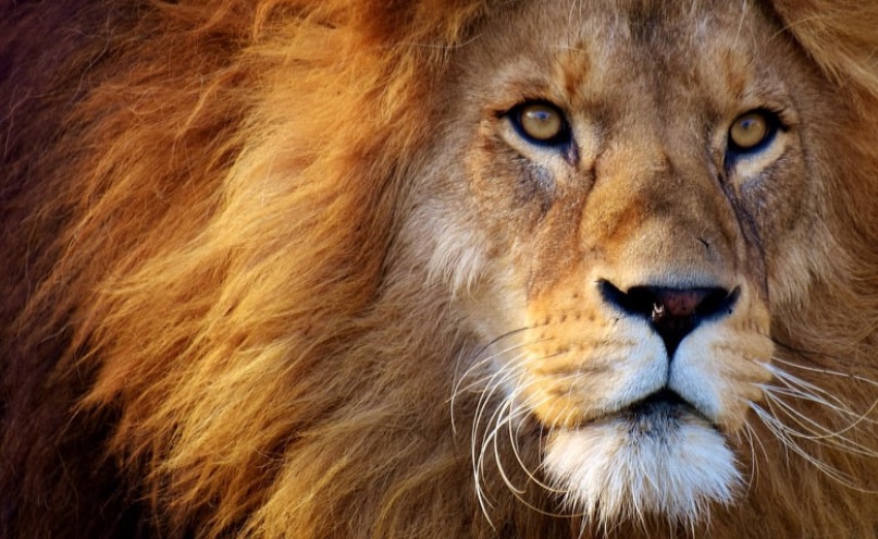 🌿 Motherwort: The Lion-Hearted Herb of Strength &&nbsp;Nurture